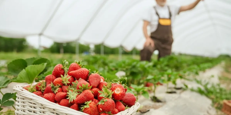 kebun strawberry