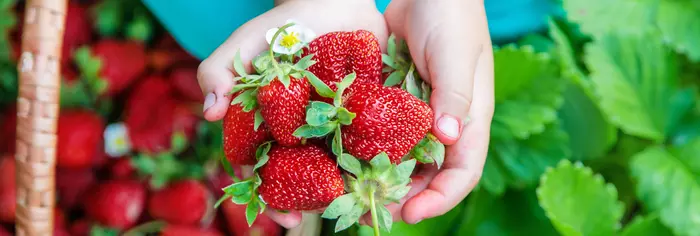 kebun strawberry di Indonesia berpotensi menjadi salah satu andalan dalam perekonomian nasional.