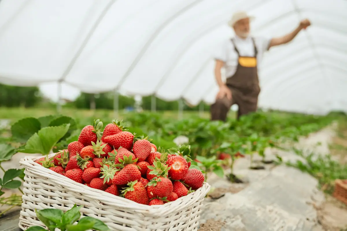 kebun strawberry