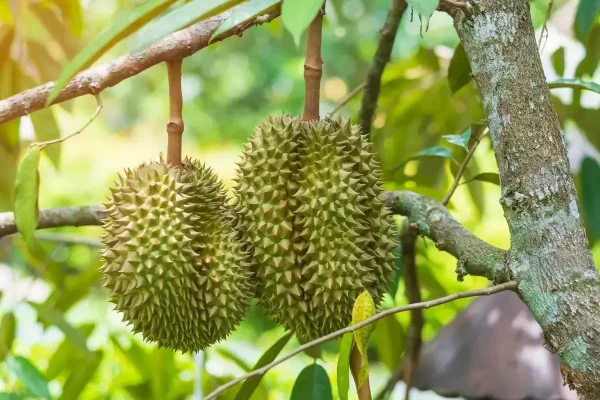 Kavling Agrowisata Durian - Granada Garden Ville