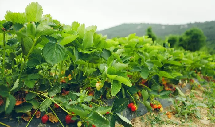 Tanah kebun strawberry dijual di bandung
